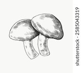 Black and white illustration of two mushrooms with detailed shading. Sketch of mushrooms with textured caps and stems. Hand-drawn mushrooms in artistic style. Vintage art illustration, vector.