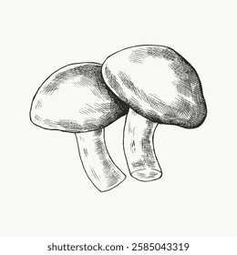 Black and white illustration of two mushrooms with detailed shading. Sketch of mushrooms with textured caps and stems. Hand-drawn mushrooms in artistic style. Vintage art illustration, vector.