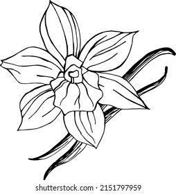 Black And White Illustration Of Vanilla Flower With Vanilla Pod Isolated On White Background. Hand Drawn Outline Picture. 