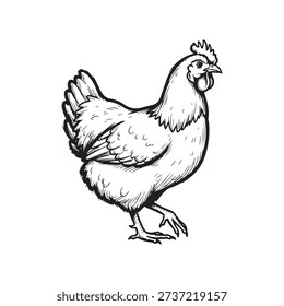 Black and white illustration of a walking rooster or hen bird isolated on white background