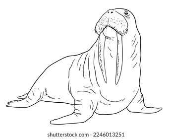 Black and white illustration of walrus