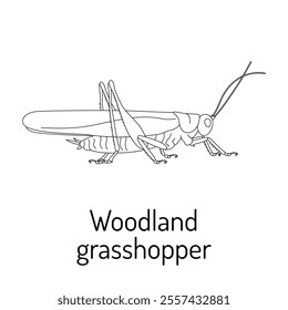 Black and white illustration of a woodland grasshopper with detailed anatomy. Ideal for educational materials, science projects, coloring books, or nature-themed designs.