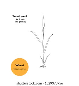Black and white illustration of young plant of Wheat, for forage and grazing. Hand drawing.