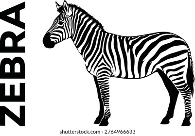 A black and white illustration of a zebra standing with the word ZEBRA written vertically next to it.