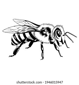 Black and white image of a bee on a white background.
