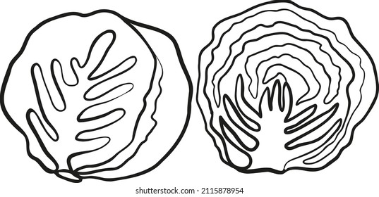 Black and white image of a cabbage head. Vector linear image. Design for labels, illustrations, menus.