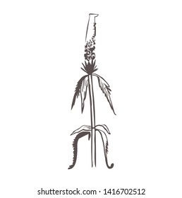 Black and white image of a Celosia plant on transparent background