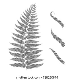 Black and white image of a fern leaf. Vector isolated objects on white background.