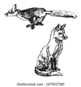 black and white image of foxes