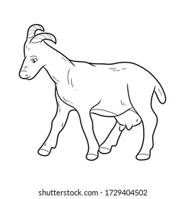 Black and white image of a goat. Vector illustration. Herbivore animal