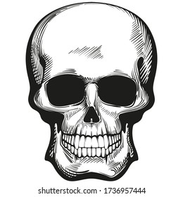 Black and white image of a human skull on a white background. Avatar.