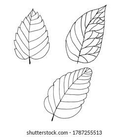 Black and white image of leaves. Design for textiles, logo, tattoo.