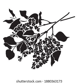 black and white image of a lilac flower silhouette