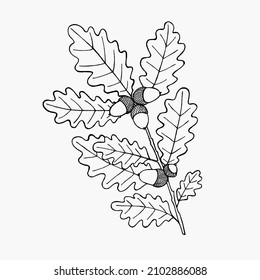 Black and white image of an oak branch with acorns. Vector hand-drawn illustration for coloring, printing, decoration, design, graphics, hobby