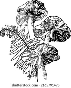 Black and white image of poisonous fly agaric mushrooms. Print or tattoo. Vector illustration