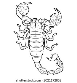 Black and white image of a scorpion. Vector illustration. Arachnoid