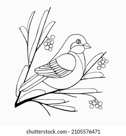Black and white image of a sparrow sitting on a branch with berries. Vector hand-drawn image for children's coloring books, posters, postcards, stickers