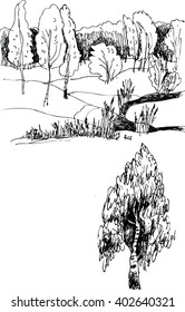 black and white image of spring forest  and a large birch