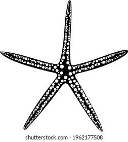 Black and white image of a starfish