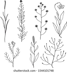 black and white image vector set of meadow herbs and flowers pattern background 