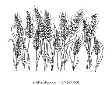 Black and white image of wheat spikelets. Thirteen stylized ears of wheat. Drawn by hands with a black liner