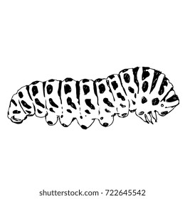 Black and white ink drawing of a swallowtail caterpillar. Isolated hand drawn vector.