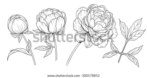牡丹の花の白黒のイラスト」のベクター画像素材（ロイヤリティフリー） 300578852
