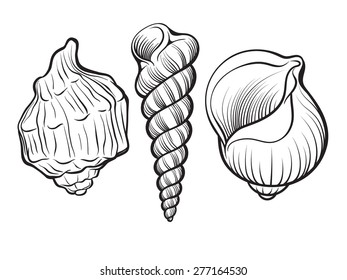 black and white ink  illustration of seashells