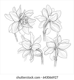 black and white ink isolated illustration of a beautiful  narcissus double flowers