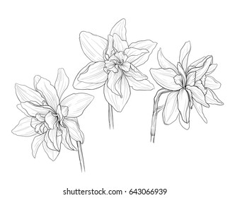 black and white ink isolated illustration of a beautiful  narcissus double flowers