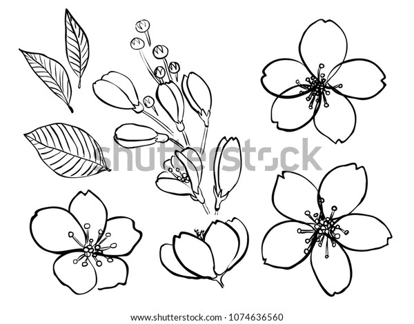 Black White Isolated Hand Drawn Cherry Stock Vector (Royalty Free ...