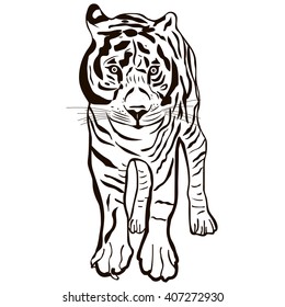 Black and white isolated tiger. Vector illustration.