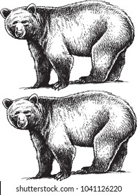 black and white isolated vector bears