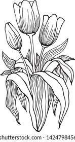 
black and white isolated vector image of a bouquet of tulips beautiful flowers