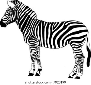 Zebra Vector Illustration Stock Vector (Royalty Free) 1114503593 ...