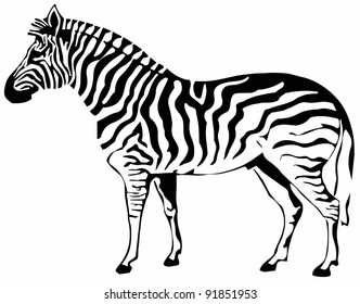 Black White Isolated Zebra Vector Zebra Stock Vector (Royalty Free ...