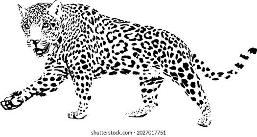 2,710 Jaguar walking Images, Stock Photos & Vectors | Shutterstock