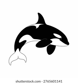 Black and white killer whale orca leaping out of water simple cartoon illustration marine mammal ocean