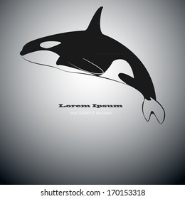 Black and white killer whale vector