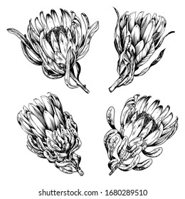 Black and white King Protea flowers. Isolated elements for design. Sketchy vector illustration.