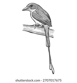 Preto e branco Kingfisher Vetor Art. Conjunto de Desenho Ornitológico Histórico.
