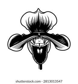 Black and white lady slipper orchid blossom vector illustration isolated on white background