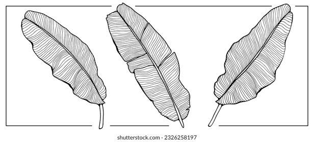 Black and white large banana leaves on a white background. Tropical background for coloring books, covers, wallpapers, decor and presentations