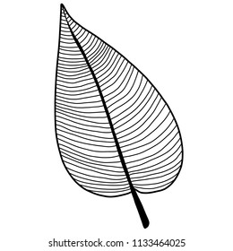 Black and white leaf