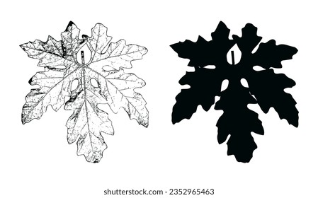 black and white leaf isolated on white background, Green leaves of tropical Green  leaf isolated on white background,