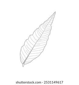 Black and white leaf line art. Leaf design elements. Monochrome. Vector illustration. 