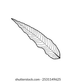 Black and white leaf line art. Leaf design elements. Monochrome. Vector illustration. 