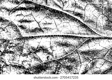Textura de hoja en blanco y negro con patrón de venas