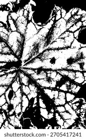 Textura de hoja en blanco y negro con patrón de venas