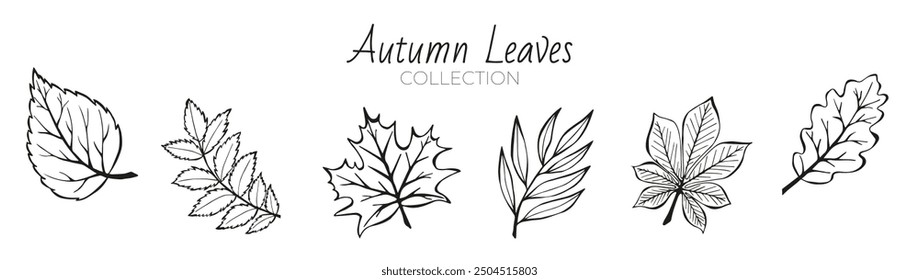 Black white Leaves in engraving Sketch style. Collection Autumn Leaves in hand drawn style on white background. Set vector illustration Doodle Fall Leaves. Design wedding Elements for invitations card